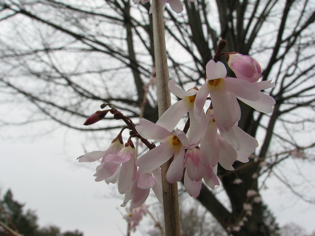 Forsythia blanc de corée