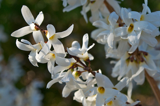 Forsythia blanc de corée