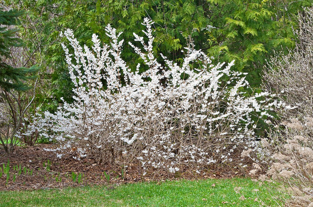 Forsythia blanc de corée