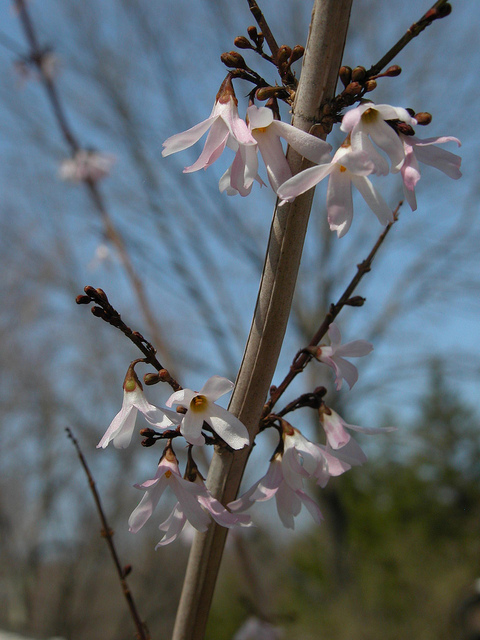 Forsythia blanc de corée