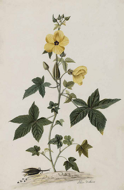 Ambrette