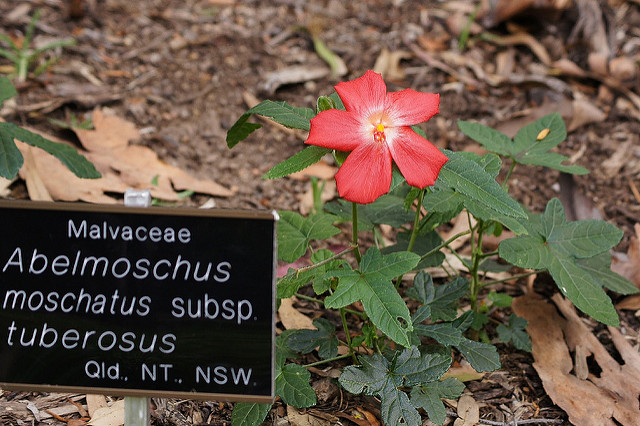 Ambrette (Abelmoschus moschatus)