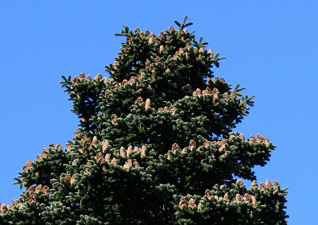 Sapin de bulgarie (Abies borisii-regis)
