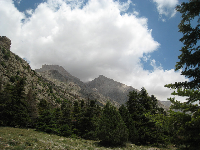 Sapin de cilicie
