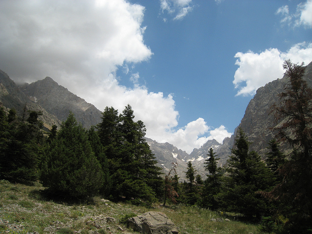 Sapin de cilicie