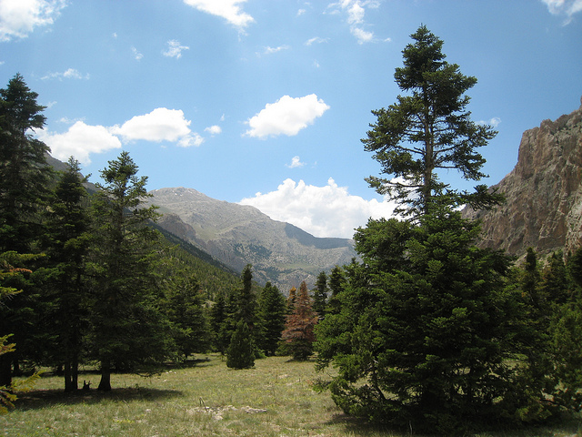 Sapin de cilicie (Abies cilicica)