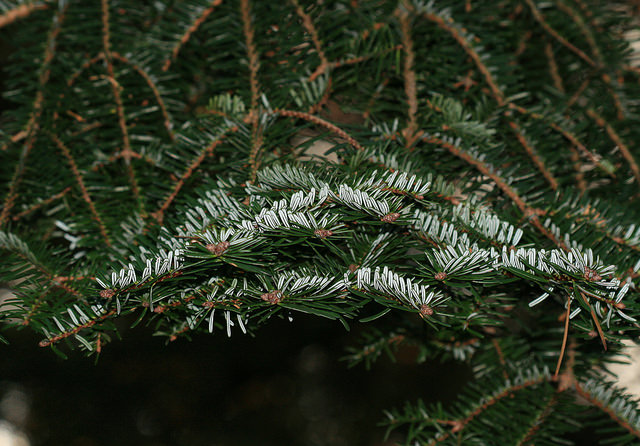 Sapin de farges (Abies fargesii)