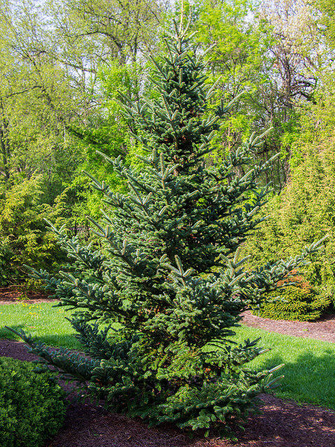 Sapin de fraser