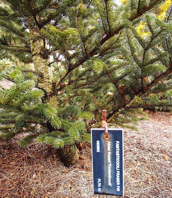 Sapin de fraser
