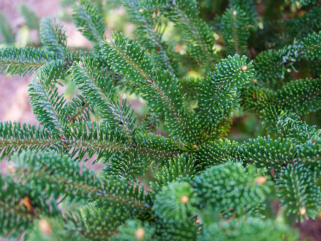 Sapin de fraser