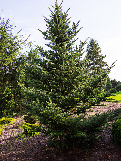 Sapin de fraser