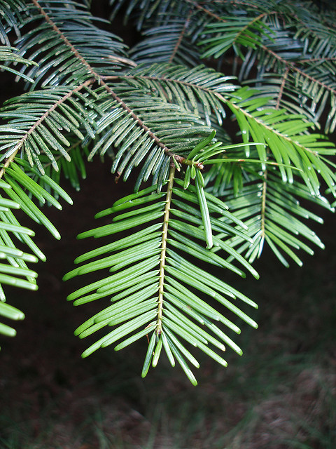 Sapin de vancouver