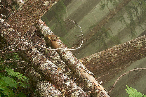 Sapin de vancouver