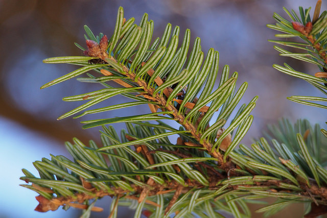 Sapin de nikko