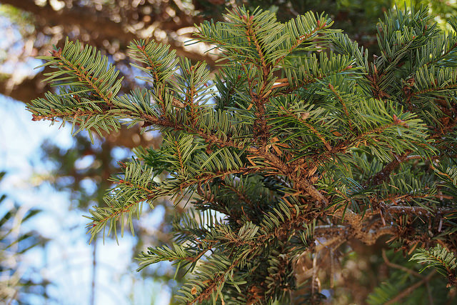 Sapin de nikko