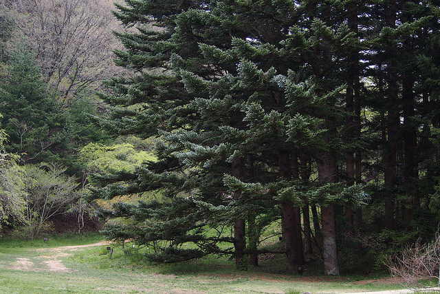 Sapin de nikko