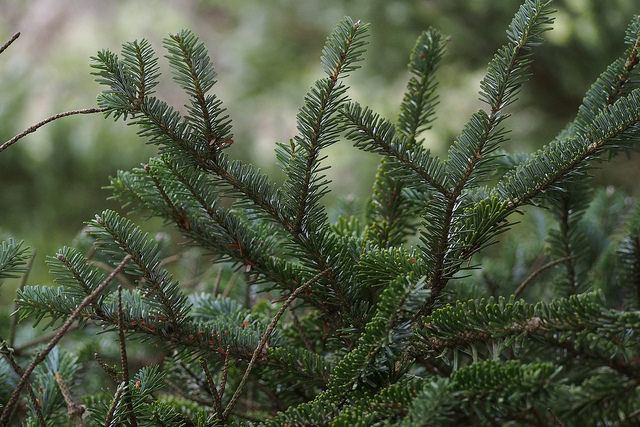 Sapin de nikko