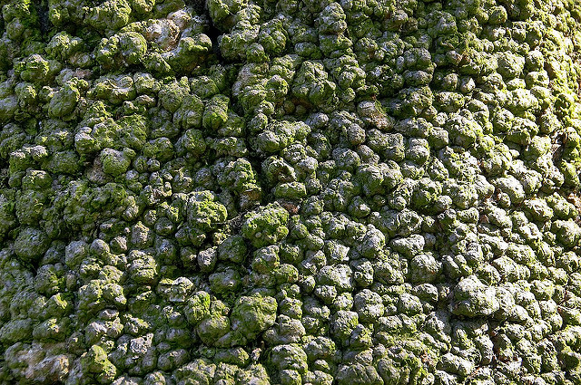 Sapin de nikko (Abies homolepis)