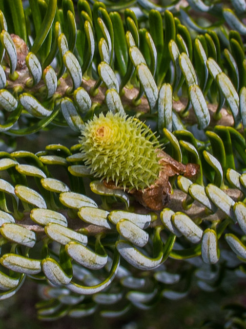 Sapin de corée