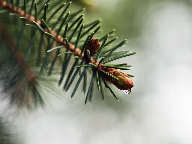 Sapin de corée