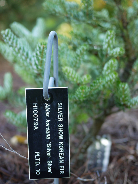 Sapin de corée