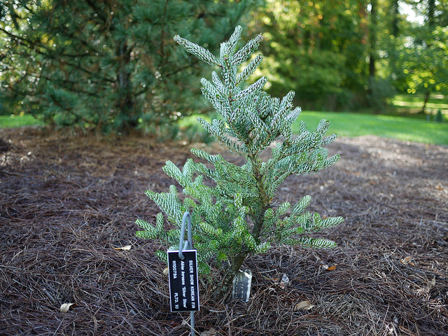 Sapin de corée