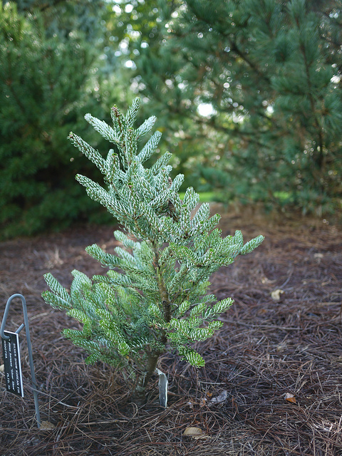 Sapin de corée