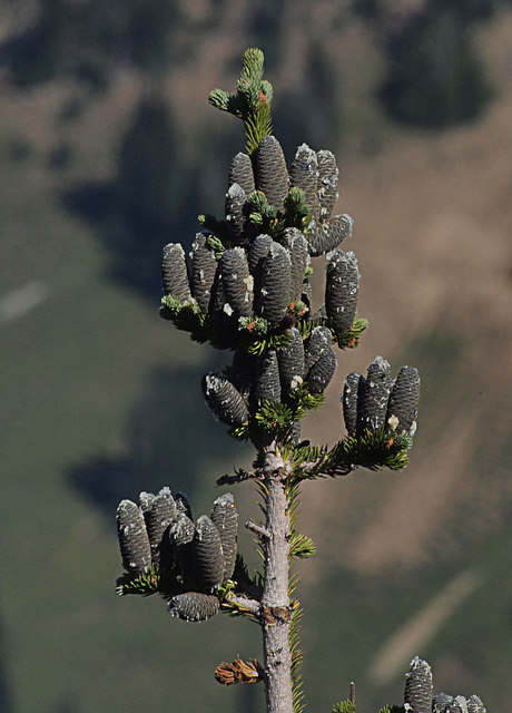 Sapin subalpin