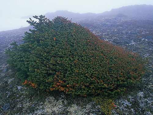 Sapin subalpin