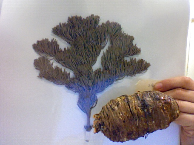 Sapin subalpin