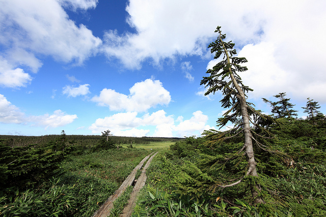 Abies mariesii