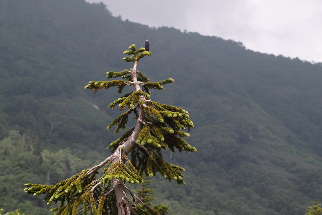 Abies mariesii (Abies mariesii)