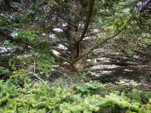 Sapin de nordmann