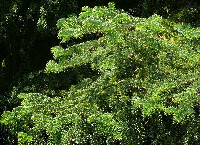 Sapin de nordmann