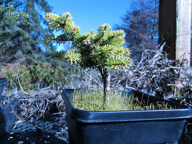 Sapin de nordmann