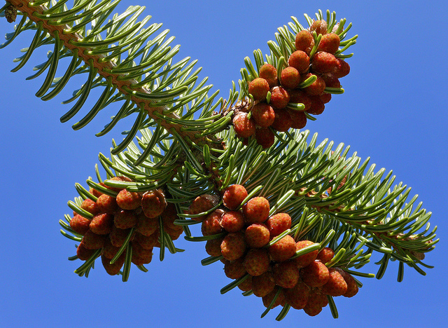Sapin de nordmann