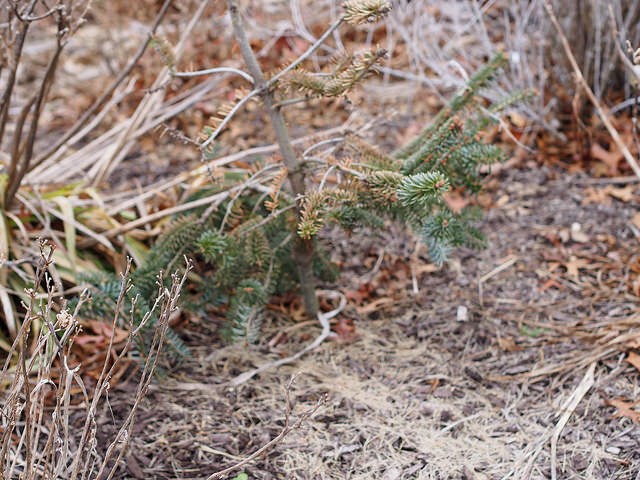 Abies numidica
