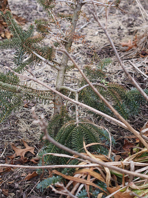 Abies numidica