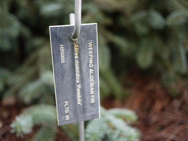 Abies numidica