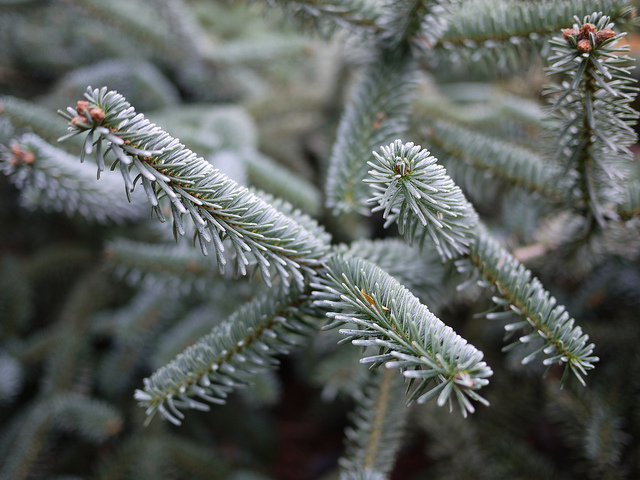 Abies numidica