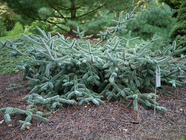 Abies numidica