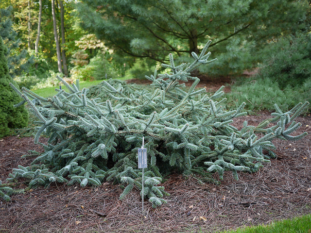 Abies numidica (Abies numidica)