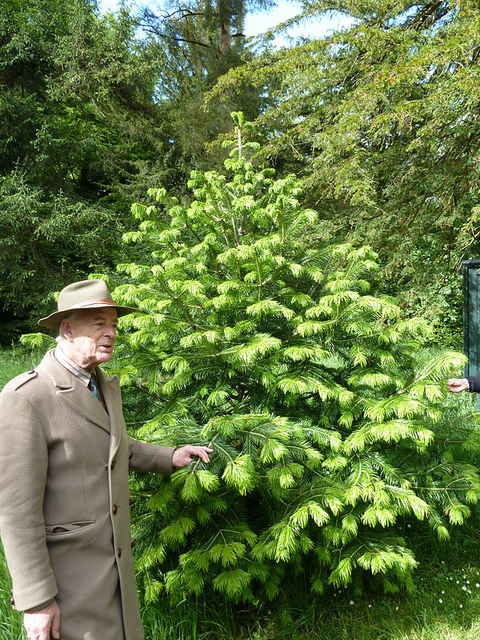 Abies pindrow
