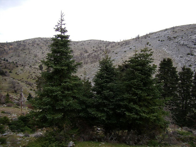Abies pinsapo