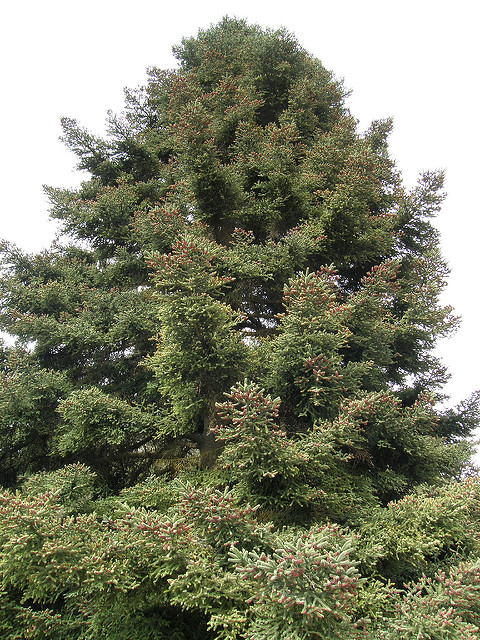 Abies pinsapo