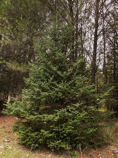 Abies pinsapo