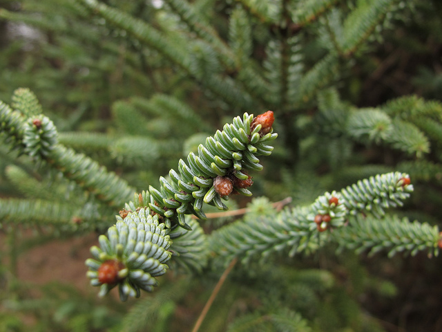Abies pinsapo