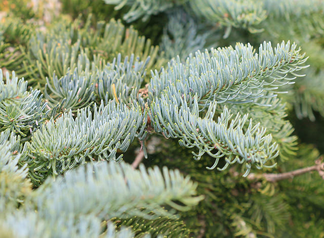 Abies procera