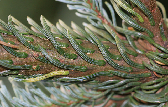 Abies procera