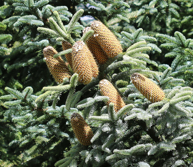 Abies procera